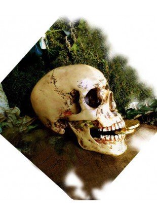 Schädel, anatomisch lebensecht, Totenkopf, Totenschädel + Unterkiefer, Gothik